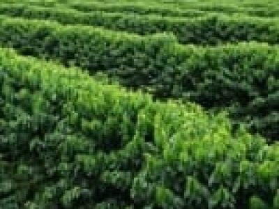 A palha de café, utilizada de forma correta, apresentou acréscimo de produtividade de 20% - CréditoIvanir Maia