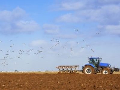 A ação dos ácidos húmicos e fúlvicos no enraizamento é atribuÃ­da ao seu efeito estimulante - Crédito Pixabay