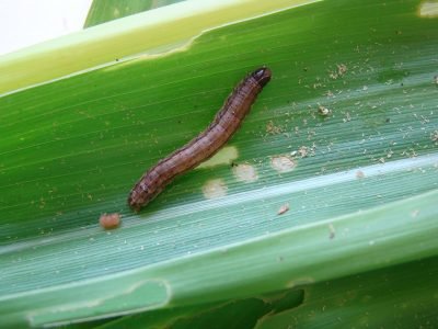Ataque da lagarta-do-cartucho no milho - Crédito: Marina Torres