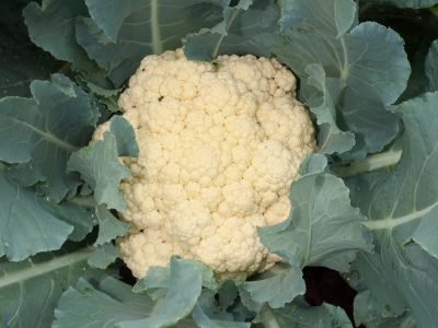 Couve-flor -  Crédito: Fotos: Shutterstock