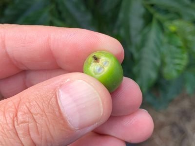 Broca - Crédito: Marcelo Linhares