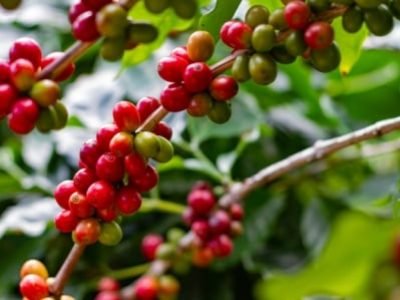 Farmers pick fresh red coffee berries from the plant Agricultural concept Fertilizer and agricultural products.