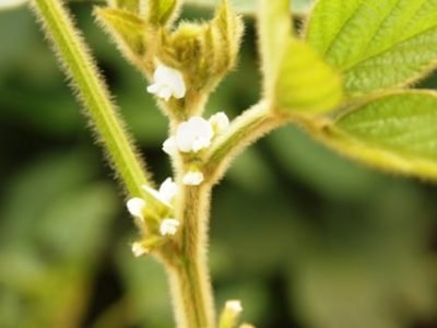 A aplicação de bioestimulantes antes do florescimento induz o crescimento vegetativo - Crédito Miriam Lins