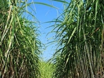 A cana-de-açúcar é a única cultura que consegue aproveitar todos os seus subprodutos gerados - Crédito Shutterstock