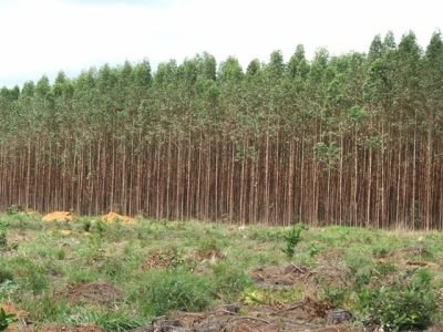 A competição de plantas daninhas com a cultura pode prejudicar a atividade principal - Crédito Miriam Lins