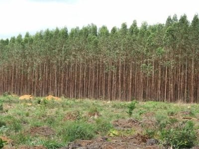 A competição de plantas daninhas com a cultura pode prejudicar a atividade principal - Crédito Miriam Lins