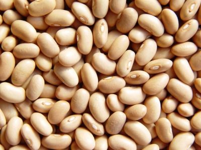 A fertirrigação aumenta a qualidade do feijão - Crédito IAC