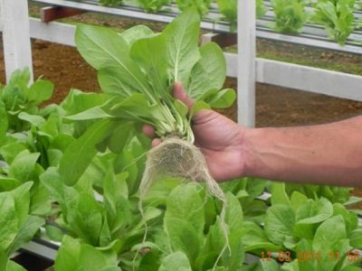 A hidroponia induz Ã  melhoria das qualidades do vegetal - Crédito Weber Velho