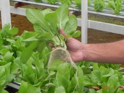 A hidroponia induz Ã  melhoria das qualidades do vegetal - Crédito Weber Velho
