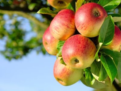 A maçã foi a primeira fruta a obter o selo da Produção Integrada de Frutas no Brasil - Crédito Shutterstock