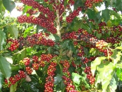 A nutrição do solo é um parâmetro essencial para um eficiente sistema de produção de café - Crédito Daniel Vieira