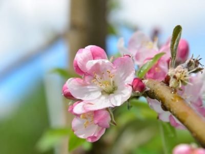 A ocorrência de geadas durante a floração ou próximo a ela pode causar sérios prejuízos Ã  produção - Crédito Aires Carmem Mariga