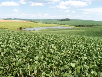 Foto-03-A-safrinha-de-soja-está-proibida-em-alguns-estados-devido-o-aumento-do-ataque-de-pragas-e-doenças-CréditoAlfapress