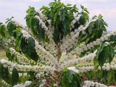 A técnica consiste em suspender a irrigação na estação seca do ano durante um período de 72 dias - Crédito Omar Rocha