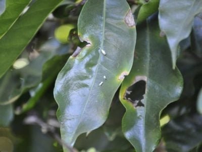 Foto-03-Adultos-de-bicho-mineiro-Crédito-Cristiano-Soares-de-Oliveira-624x414