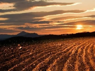 Antes de aplicar o calcário é importante fazer a análise do solo - Crédito Shutterstock