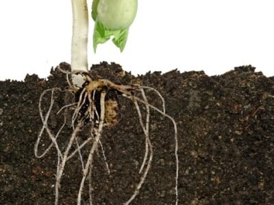 As algas proporcionam melhor desenvolvimento vegetativo, principalmente de raízes - Crédito Shutterstock