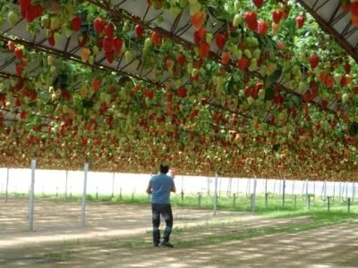 As estruturas hidropônicas têm se modernizado e disponibilizado alternativas aos produtores - Crédito Gláucio Genúncio