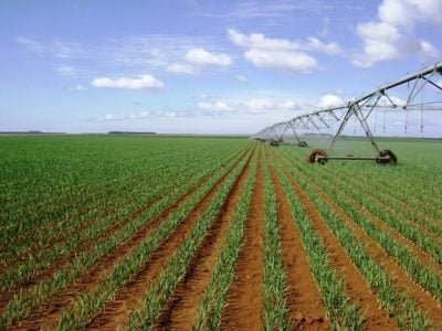 Cerrado de Minas Gerais, Goiás e na região da Chapada Diamantina na Bahia - Crédito Eduardo Sekita