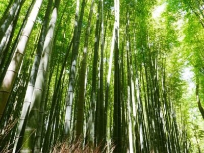 Crédito Shutterstock