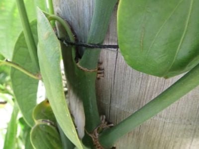 Detalhe do novo sistema de condução da pimenta-do-reino, com eucalipto - Créditos Inorbert M. Lima