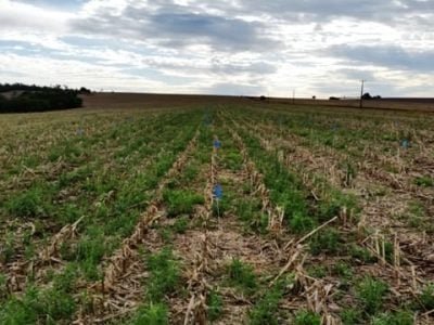 Experimento para avaliação de controle de plantas daninhas na entressafra em Assis Chateaubriand (PR) - Créditos Acervo Supra P
