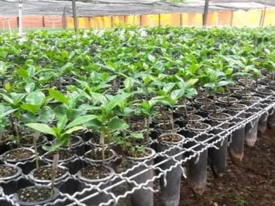 Mudas de café arábica em desenvolvimento- Créditos Fernando Takayuki Nakayama