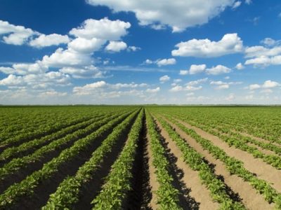 O bioativador é um incremento para a nutrição da batateira, refletindo no incremento daprodutividade - Crédito Shutterstock