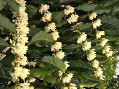 O café responde prontamente Ã  aplicação de fósforo - Crédito Giovani Belutti