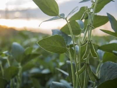 O espaçamento ideal é de 45 a 50 cm de distância, com taxa de semeadura