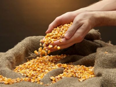 O híbrido de milho com superprecocidade, sanidade e alta produtividade é o ideal - Crédito Shutterstock