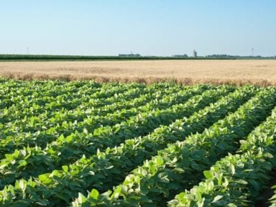 Foto-03-O-melhoramento-genético-trouxe-benefícios-Ã -produtividade-da-soja-Créditos-Shutterstock