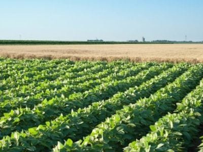 Foto-03-O-melhoramento-genético-trouxe-benefícios-Ã -produtividade-da-soja-Créditos-Shutterstock-600x399