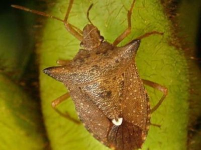 O percevejo-marrom é a espécie mais importante da soja- Crédito Jovenil Silva