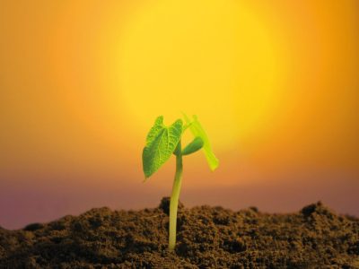 O silício tem efeito corretivo no solo - Crédito Paulo Lanzetta