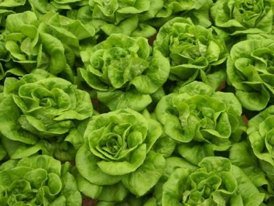 O uso de biorreguladores atua na regulação ativa dos processos fisiológicos da planta - Créditos Shutterstock