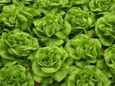 O uso de biorreguladores atua na regulação ativa dos processos fisiológicos da planta - Créditos Shutterstock