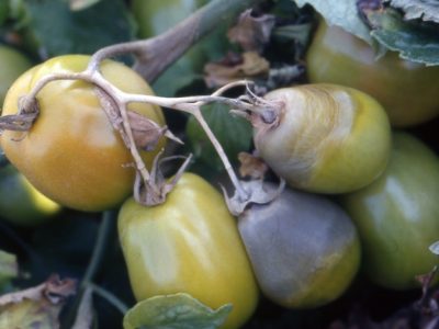 Foto-03-Outra-cultura-que-sofre-com-os-ataques-do-mofo-branco-é-o-tomate-Crédito-Arquivo-Embrapa