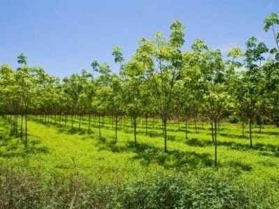 Foto-03-Para-uma-floresta-saudável-o-monitoramento-deve-ser-constante-CréditoShutterstock-624x416