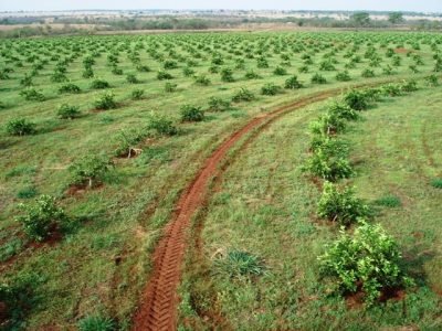 São Paulo é o maior Estado produtor de limão do Brasil - Crédito Edvaldo Costa Mello