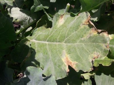 Sintoma de podridão negra causada por Xanthomonascampestrispv.campestris em brócolis - Crédito Adriana Nascimento