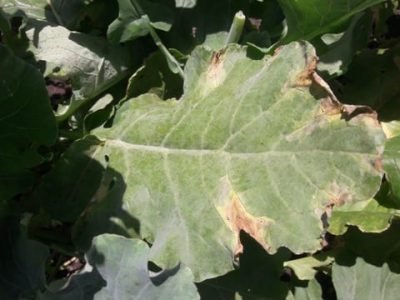 Sintoma de podridão negra causada por Xanthomonascampestrispv.campestris em brócolis - Crédito Adriana Nascimento