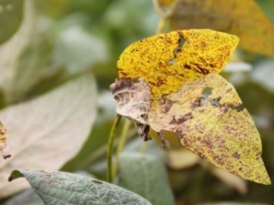 Sintomas da ferrugem asiática na lavoura de soja - Crédito Ana Maria Diniz