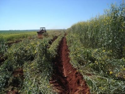 Sulcador sobre crotalaria juncea - Crédito Antônio César Bolonheze