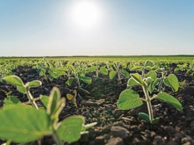 Very young soy plant. Farmer field with small young sprouts soybean. Soft focus.