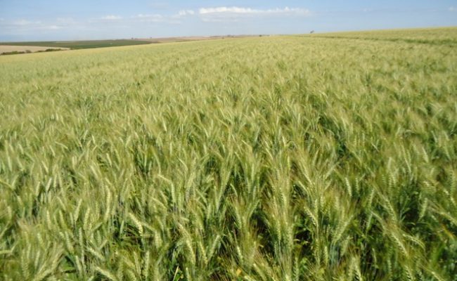 Trigo irrigado no Cerrado - Crédito Sérgio Ricardo