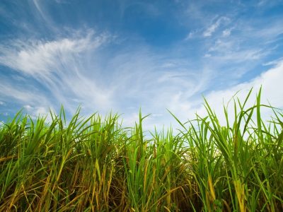 Um solo com boa fertilidade garantirá maiores produtividades da cana - CréditosShutterstock