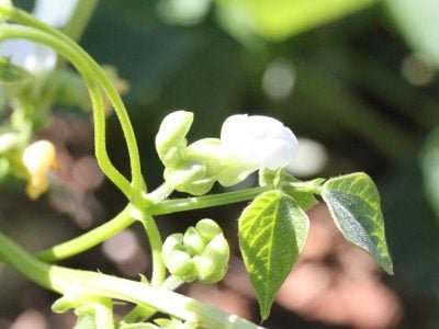 O maior consumo de água no ciclo do feijoeiro é na fase de floração e enchimento de vagens - Crédito: Luize Hess