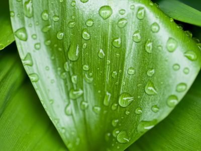 Nutrição foliar - Foto: Shutterstock