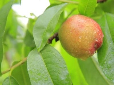 Na medida em que o pêssego amadurece a firmeza da polpa diminui Créditos Pixabay